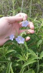 Linum pratense