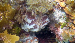 Aplidium clivosum