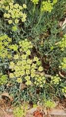 Crithmum maritimum