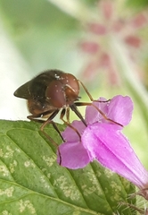 Rhingia campestris