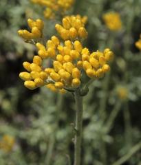 Helichrysum rutilans