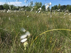 Dactylorhiza incarnata ochroleuca