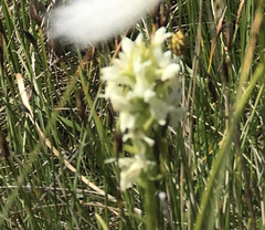 Dactylorhiza incarnata ochroleuca