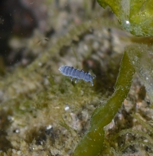 photo of Seashore Springtail (Anurida maritima)