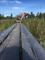 Utricularia intermedia