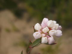 Lachnaea burchellii