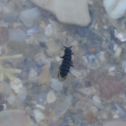 photo of Seashore Springtail (Anurida maritima)