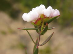 Lachnaea burchellii