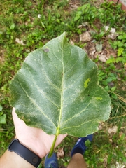 Populus nigra