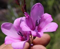 Dierama robustum
