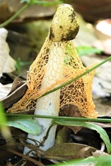 Phallus lutescens