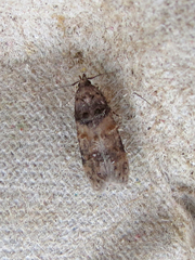 Walshia miscecolorella