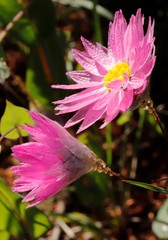Rhodanthe manglesii