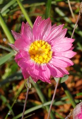 Rhodanthe manglesii