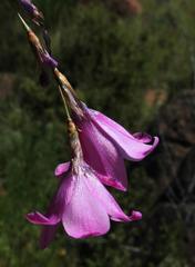 Dierama robustum