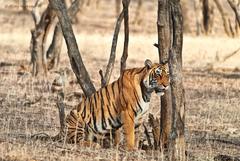 Panthera tigris tigris