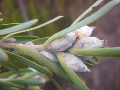 Leucadendron ericifolium