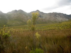 Leucadendron ericifolium