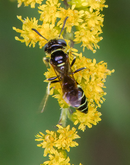 Philanthus lepidus