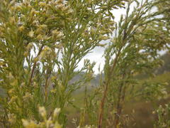Leucadendron ericifolium