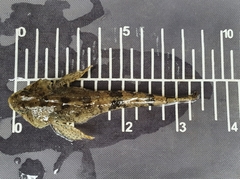Cottus koshewnikowi