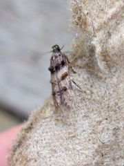 Stilbosis tesquella