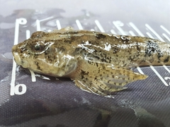 Cottus koshewnikowi