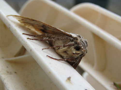 Youthful Underwing photo 2
