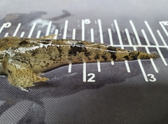 Cottus koshewnikowi