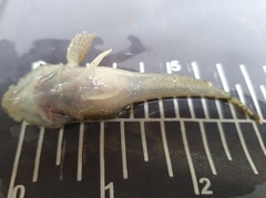 Cottus koshewnikowi