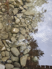 Cottus koshewnikowi