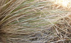 Carex albula