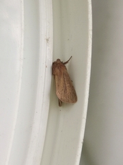 Denticucullus pygmina