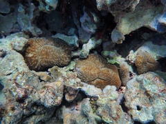 Lobactis scutaria
