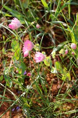 Rhodanthe manglesii