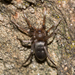 Patriotic Ground Spiders - Photo (c) anthonypaul, some rights reserved (CC BY-NC), uploaded by anthonypaul