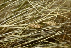 Carex albula