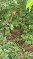 Galloperdix spadicea