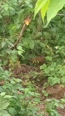 Galloperdix spadicea