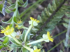 Struthiola argentea
