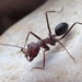 Bicolor-group Sahara Ants - Photo (c) Albert Cardona, some rights reserved (CC BY), uploaded by Albert Cardona