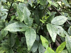 Liquidambar formosana