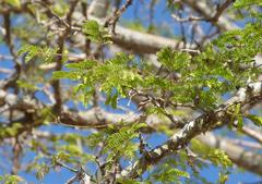 Senegalia erubescens