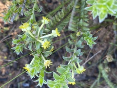 Struthiola argentea