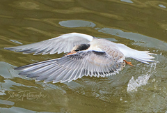 Sterna hirundo
