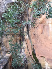 Apodytes bebile