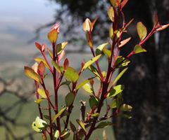 Maytenus acuminata acuminata