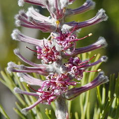 Paranomus bracteolaris