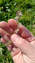 Silene gallica gallica