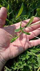 Silene gallica gallica